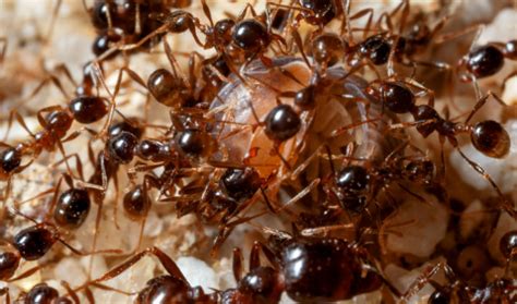 What are Dark Rover Ants and How to Get Rid of Them? - Pest Exterminators