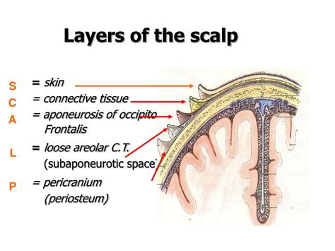 PPT - Head and Face Anatomy PowerPoint Presentation, free download - ID ...