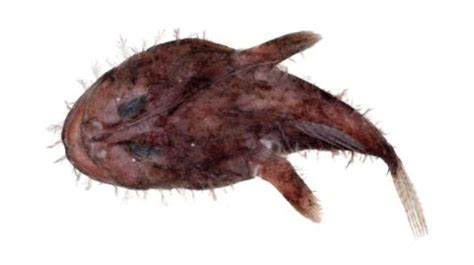 Fishing for Goosefish: Fish Species – FishAngler.com