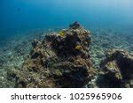 Seabed Underwater Free Stock Photo - Public Domain Pictures