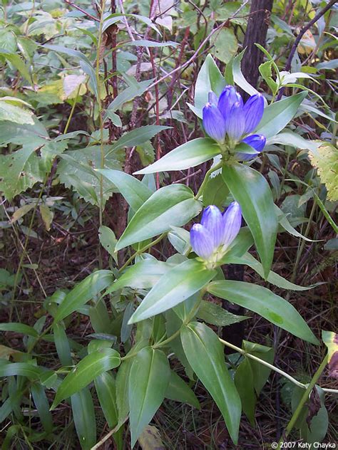 Gentiana andrewsii (Bottle Gentian): Minnesota Wildflowers