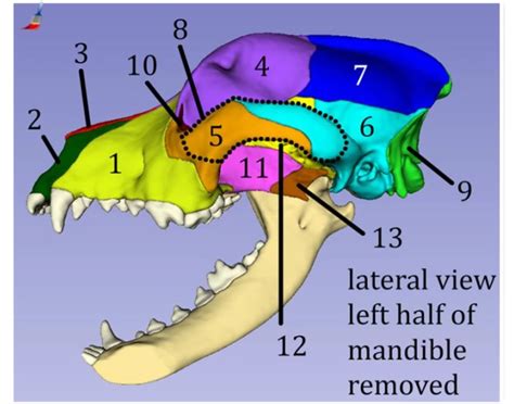 Canine Skull Lateral View Mandible Removed Quiz