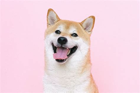 Are Shiba Inus Cute