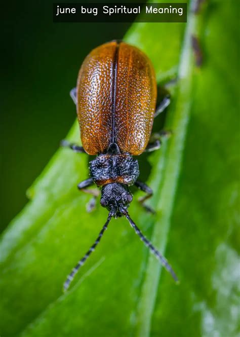 june bug Spiritual Meaning - Dreamophile