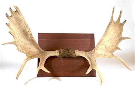 Sold Price: A Pair of Mounted Natural Moose Antlers - March 6, 0120 10: ...