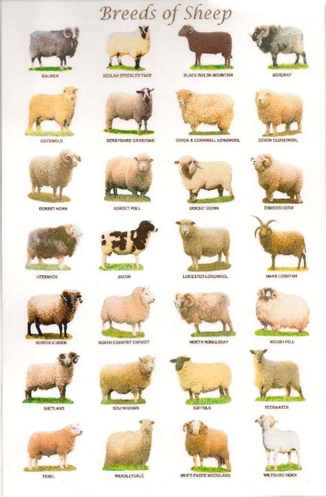 Sheep Breeds in the United Kingdom