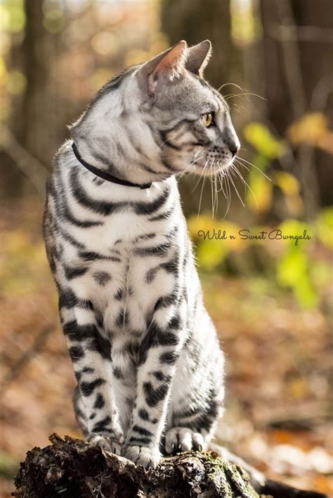 One of our silver Bengal cat breeders! See our kitties at www ...