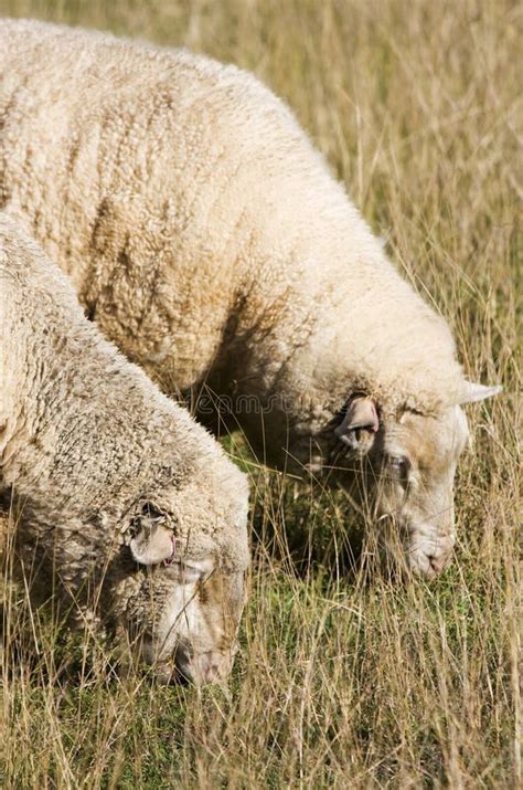 Australian Farm Animals stock image. Image of flock - 269787425