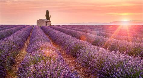Sunrise in Valensole - Provence, Valensole Plateau, France, Europe. Lonely farmhouse and cypress ...