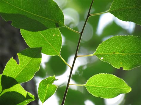 A Year With the Trees: Black Cherry - Prunus serotina