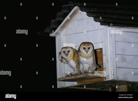 Barn Owl (Tyto alba) هامة in a man made nesting platform at night ...