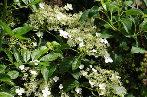 Climbing Hydrangeas (Hydrangea Petiolaris): How to Grow and Care | Florgeous