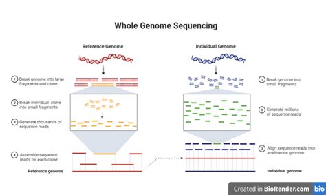 Whole Genome Sequencing (WGS)- Introduction, workflow, Pipelines ...