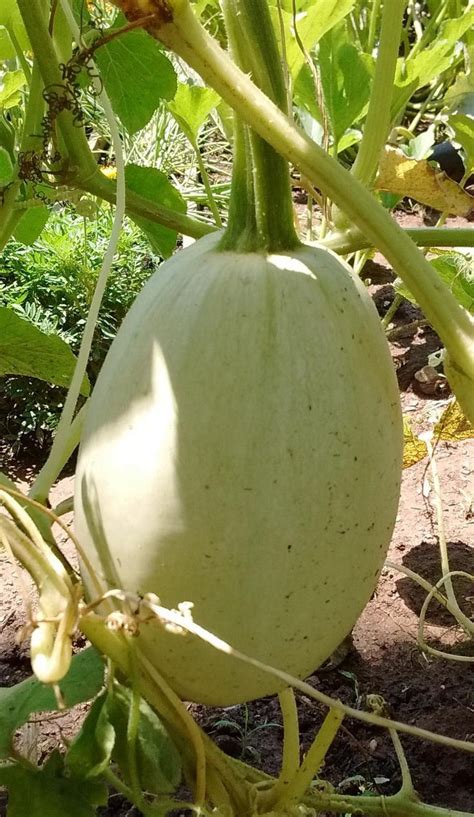 Winter Squash - Vegetable Spaghetti - St. Clare Heirloom Seeds