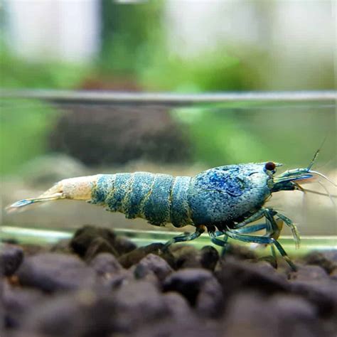 Blue Bolt Shrimp (Mixed Grade) - McMerwe - Cape Town - South Africa