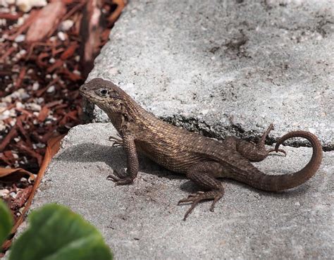 Northern Curly Tail Lizard in Boca Raton, Florida | Flickr - Photo Sharing!