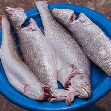 Shore Fresh: Cassava Fish 1kg (Descaled) – Ghana’s Foremost Online Grocery