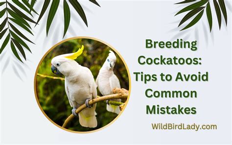 Breeding Cockatoos: Tips to Avoid Common Mistakes.