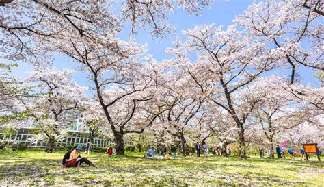 20 Best Kyoto Cherry Blossom Spots (Sakura Hanami Top Tips)