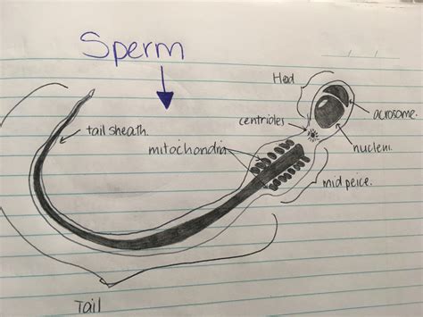 Sperm Cell Structure Diagram | Quizlet