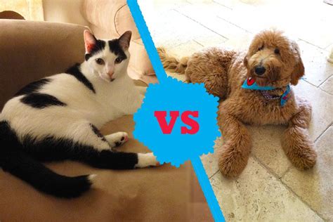 Cats vs. Dogs: The differences in pet ownership – Achona