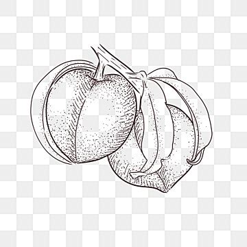 Fruit Peach Hand Drawn Vector, Fruit Drawing, Peach Drawing, Fruit ...
