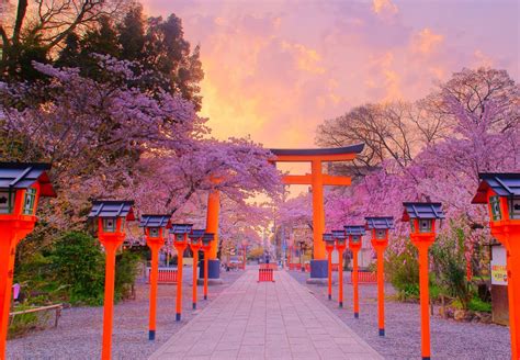 10 Best Places To See Cherry Blossoms in Kyoto | CuddlyNest