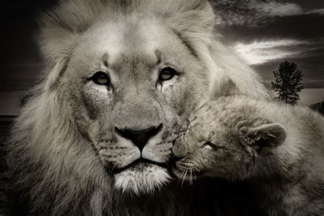 Free Images : black and white, zoo, africa, feline, fauna, lion, close up, wild animal, nose ...