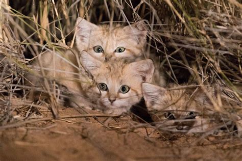 Sand Cat Kittens Filmed In The Wild For The First Time Ever [Video]