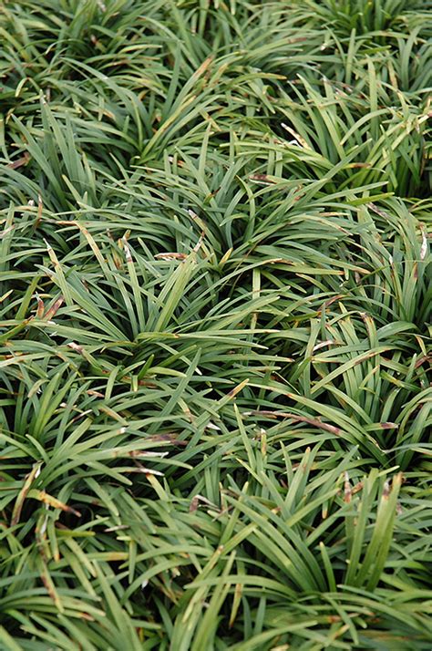 Dwarf Mondo Grass (Ophiopogon japonicus 'Nanus') in Fayetteville Springdale Rogers Bentonville ...