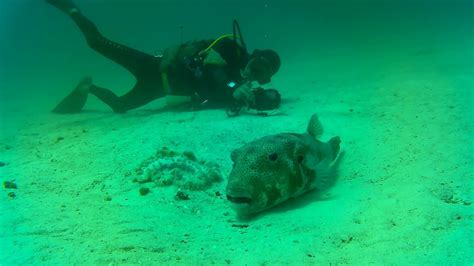 PUFFER FISH DENTIST SERVICE @ MANTANANI ISLAND, BORNEO - YouTube