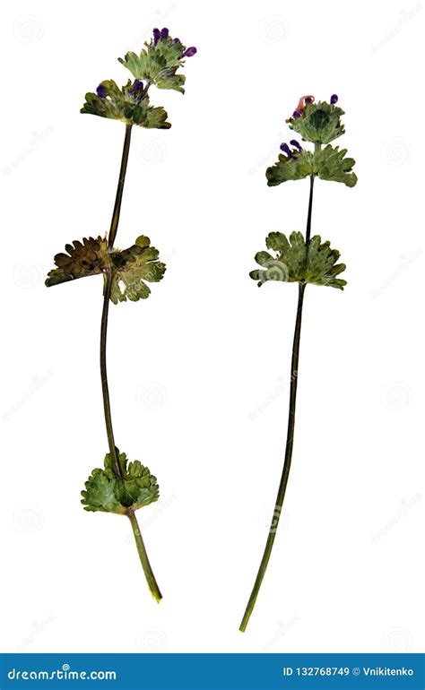 Lamium Amplexicaule in Herbarium Stock Image - Image of flora, floristry: 132768749