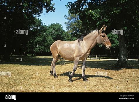 Mule, Crossbreed of Male Donkey and Female Horse Stock Photo: 111487075 ...