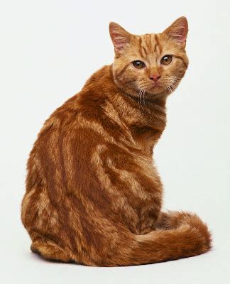 Kitty Cat Meow: British Tabby Shorthair - Shorthaired Cats