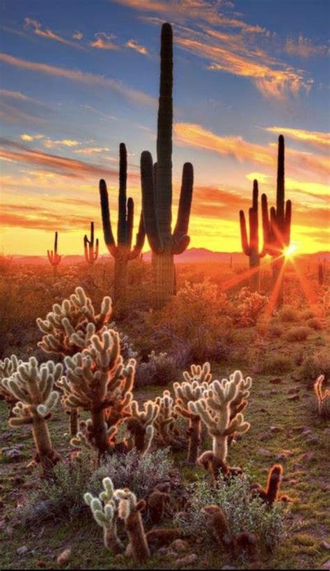 desert sunset saguaro cacti, cactus | Desert sunset, Desert art ...