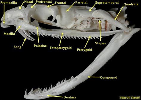 BIO370-Snake Skull