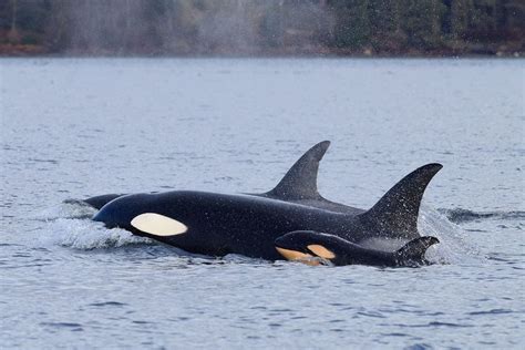 ‘Fascinated and horrified’ scientists watched as a killer whale drowned ...