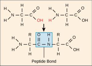 Amino Acids | Biology for Majors I