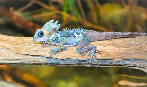 Portrait Of Tropical Iguana | Lizard habitat, Lizard, Habitats