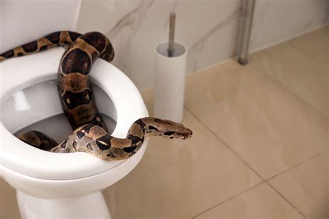 How a Snake Can Get Into Your Home Through Your Toilet — Best Life