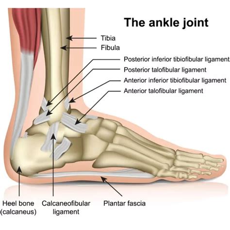 Ankle and Foot Anatomy Basics | CSOG