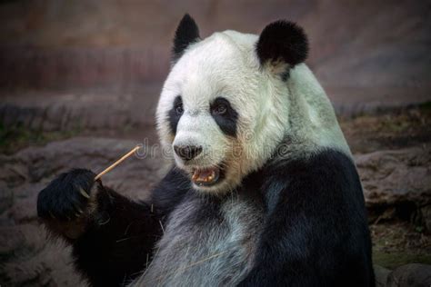 Panda Eating Food in the Natural Atmosphere Stock Image - Image of ...