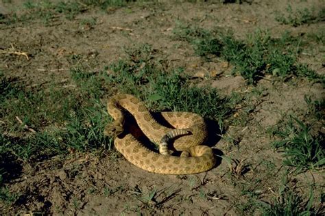 Free picture: prairie, rattlesnake, crotalus, viridis