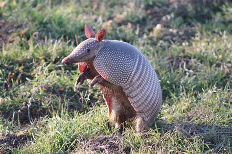 Armadillos | City of Lakeway, TX - Official Website