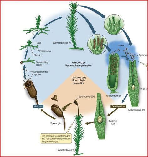 3. Plant Diversity - Mosses & Ferns Flashcards | Quizlet