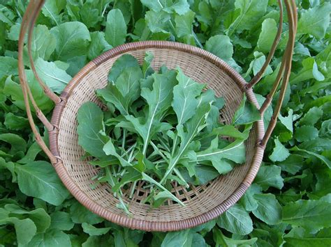 Planting and Growing Arugula | HGTV