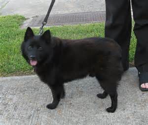 Schipperke Dog Breed - Pictures, Information, Temperament ...