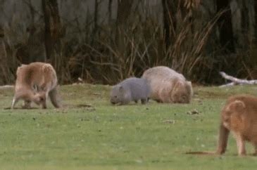 wombat gifs | WiffleGif