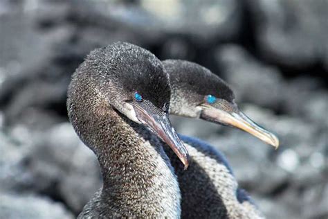 PHOTO: Flightless Cormorants, Galapagos Islands of Ecuador