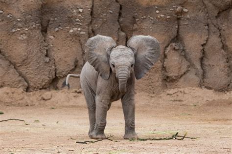 Baby Elephant FAQs | Reid Park Zoo